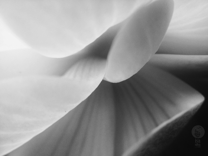 Flores e Plantas